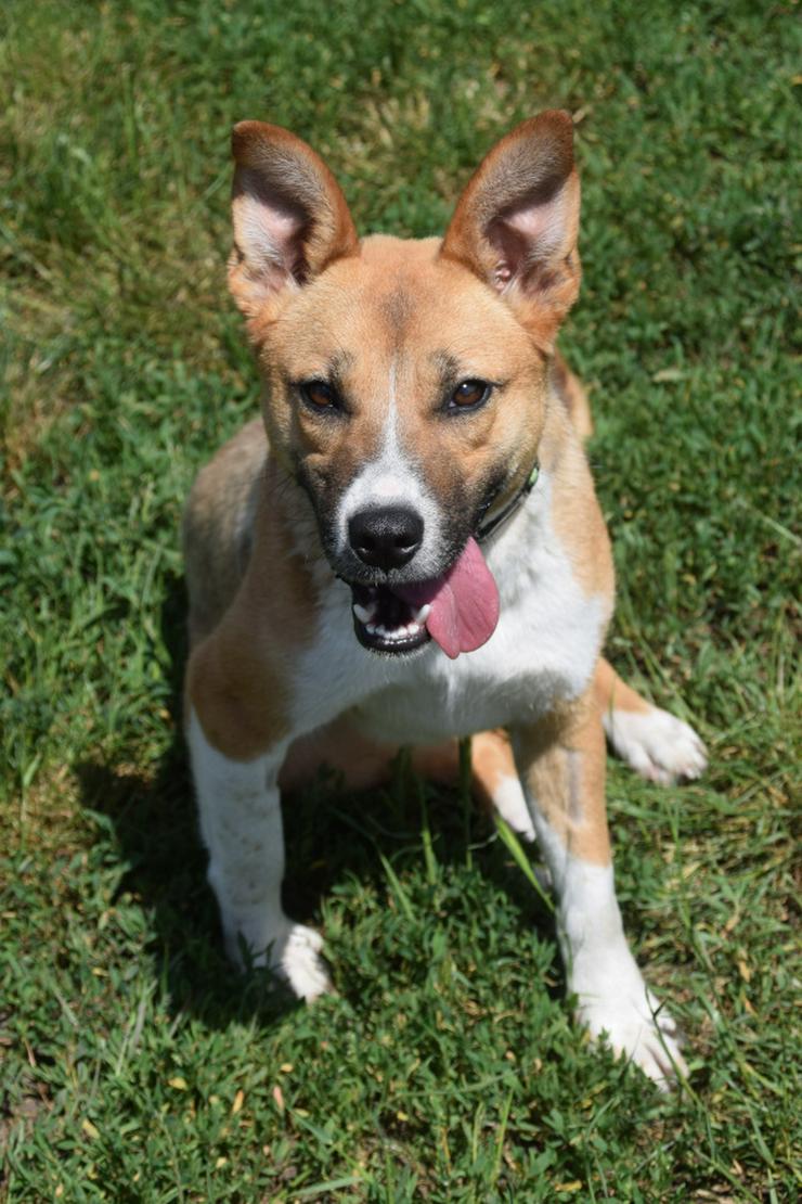 Caroline ist ein sehr nettes und freundliches Hundefräulein.