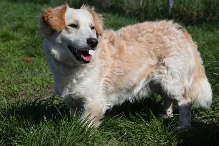 Bild 11: Angus sucht sein eigenes Körbchen.