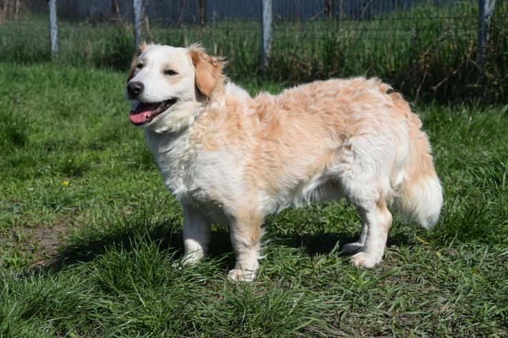 Bild 9: Angus sucht sein eigenes Körbchen.