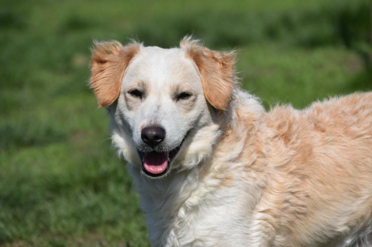Bild 5: Angus sucht sein eigenes Körbchen.