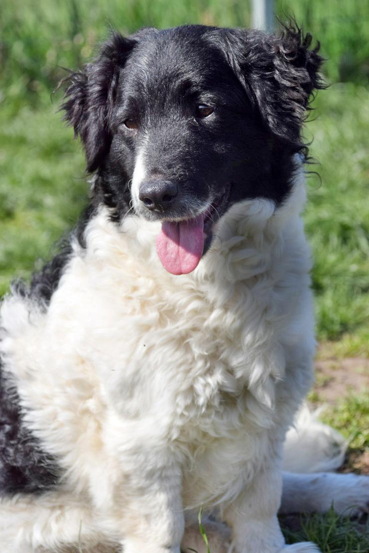 Bild 8: Elli sucht ein tolles Zuhause.