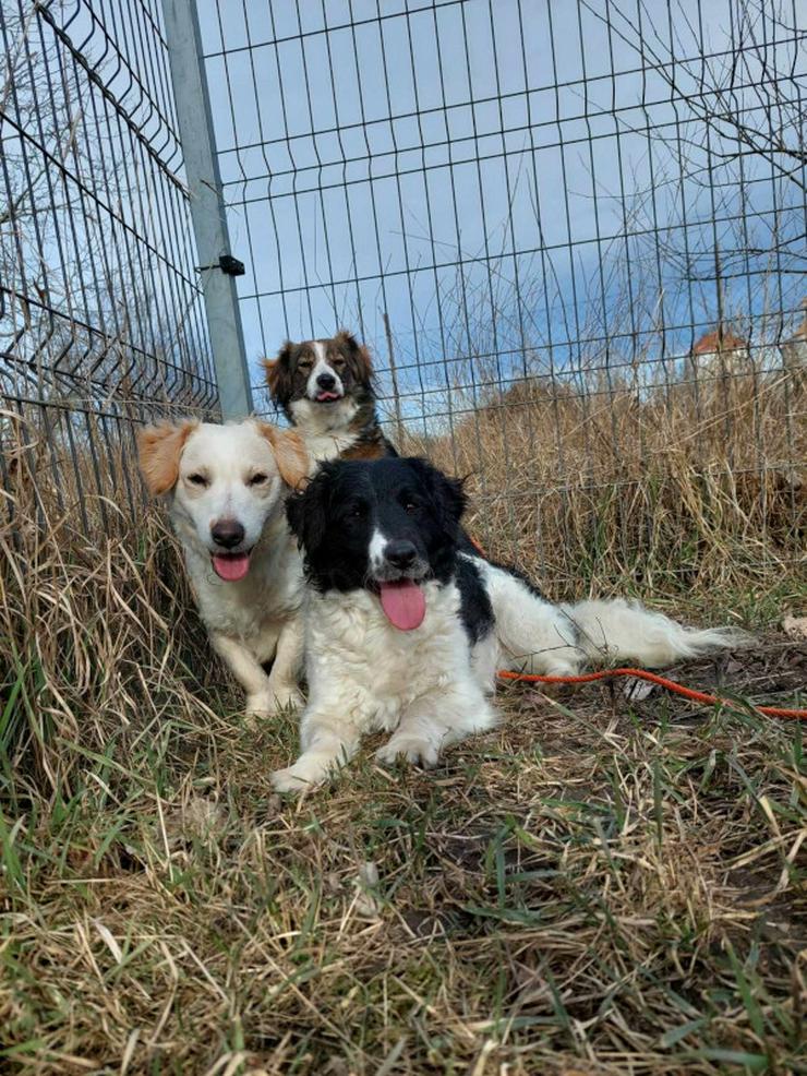 Bild 4: Elli sucht ein tolles Zuhause.