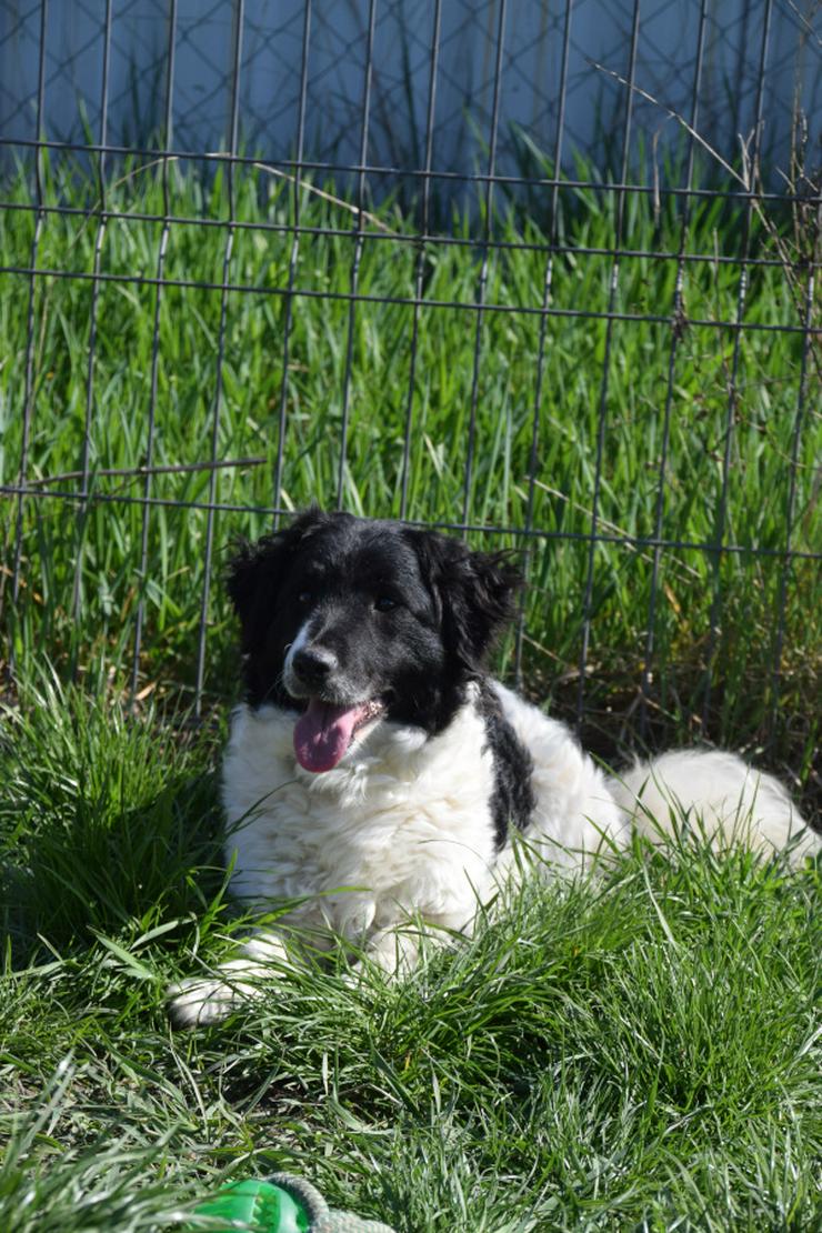 Bild 9: Elli sucht ein tolles Zuhause.