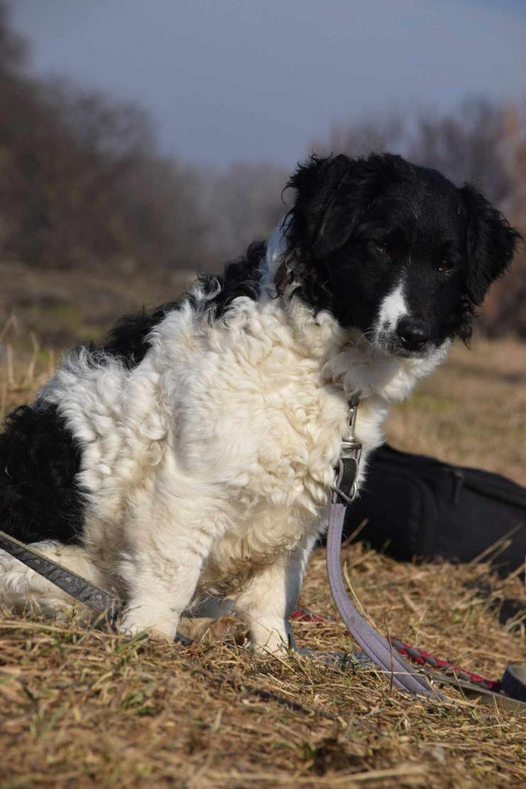 Bild 5: Elli sucht ein tolles Zuhause.