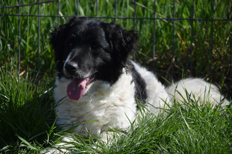 Bild 6: Elli sucht ein tolles Zuhause.