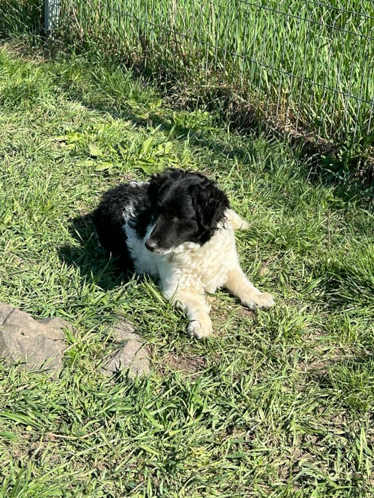 Bild 7: Elli sucht ein tolles Zuhause.