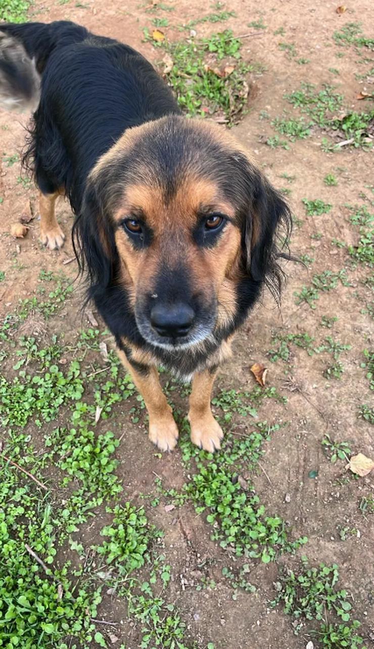 Bild 3: Chap ein gutmütiger, aufgeschlossener und cooler Typ