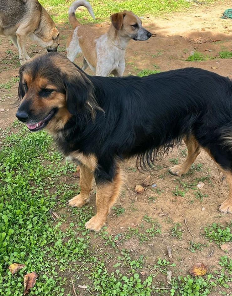 Chap ein gutmütiger, aufgeschlossener und cooler Typ