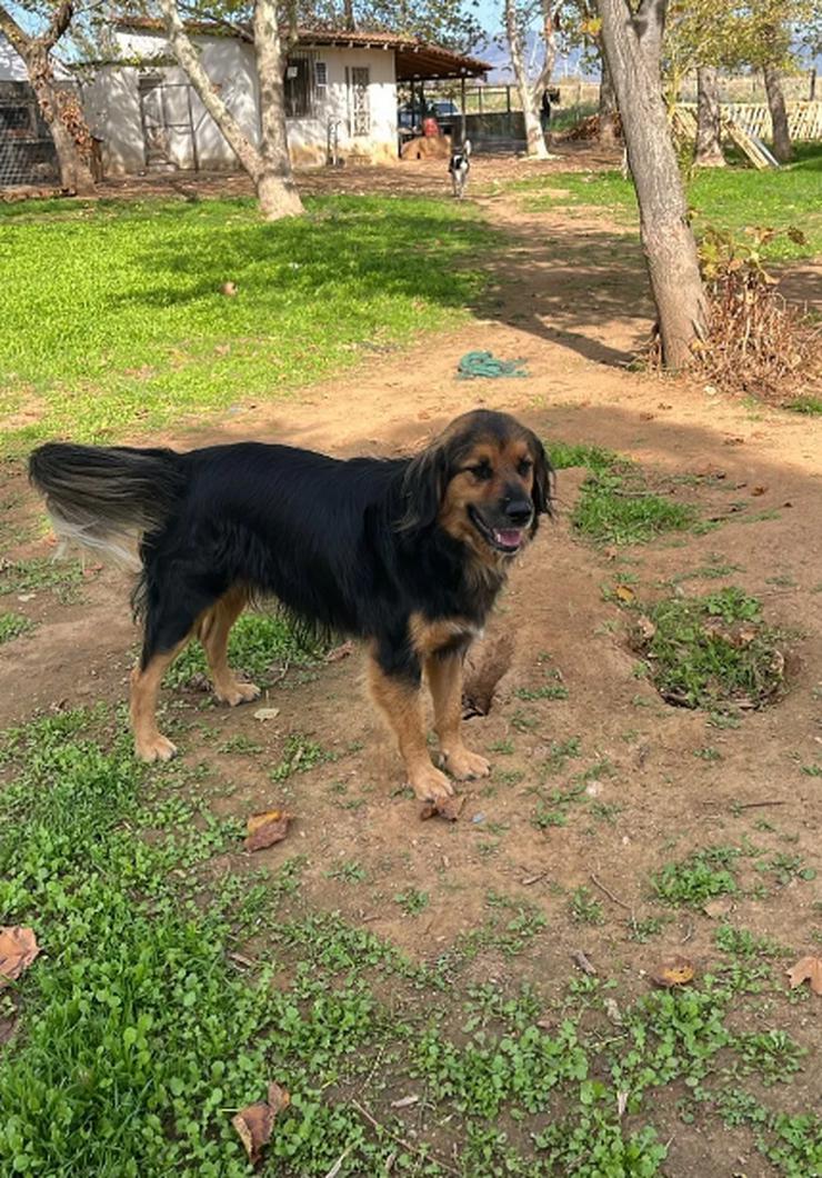 Bild 4: Chap ein gutmütiger, aufgeschlossener und cooler Typ