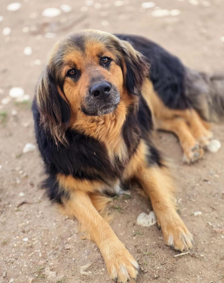 Bild 5: Chap ein gutmütiger, aufgeschlossener und cooler Typ