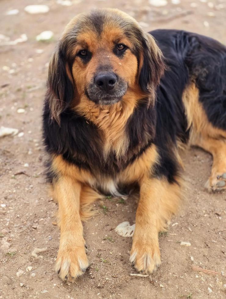 Bild 2: Chap ein gutmütiger, aufgeschlossener und cooler Typ