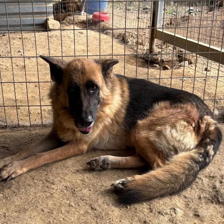 Bild 3:  Rexy – eine treue Schäferhündin 