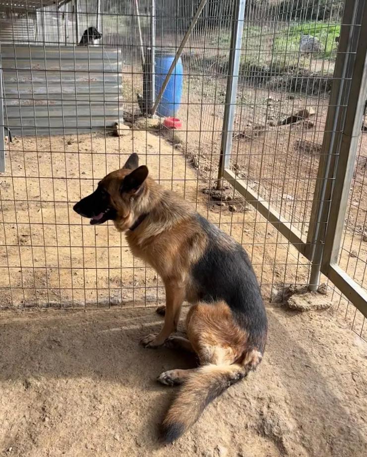 Bild 5:  Rexy – eine treue Schäferhündin 