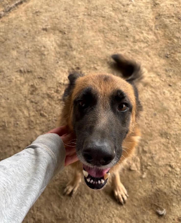 Bild 6:  Rexy – eine treue Schäferhündin 