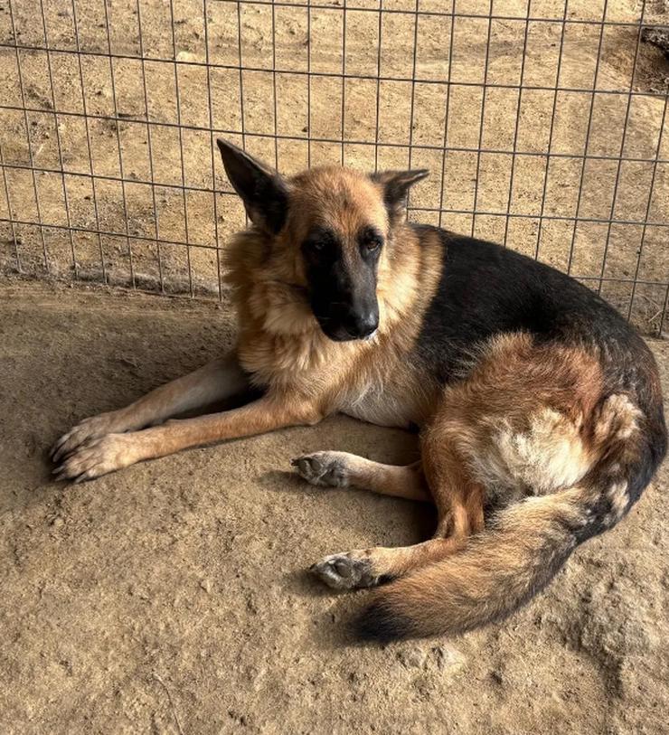 Bild 4:  Rexy – eine treue Schäferhündin 