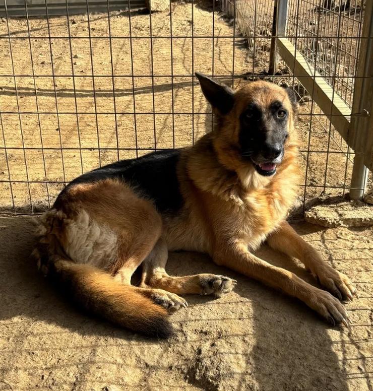 Bild 2:  Rexy – eine treue Schäferhündin 