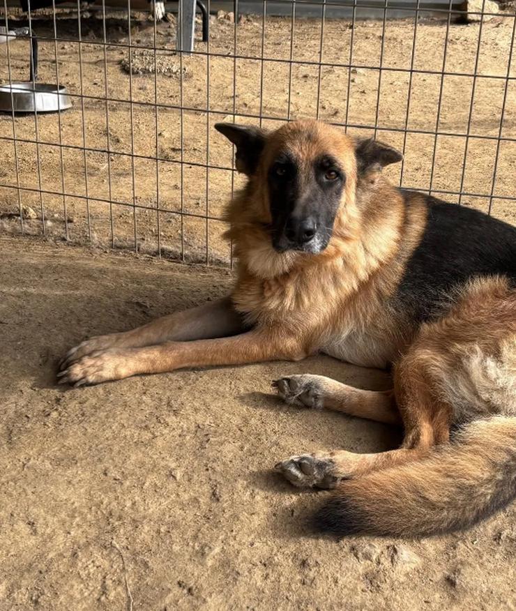  Rexy – eine treue Schäferhündin  - Mischlingshunde - Bild 1