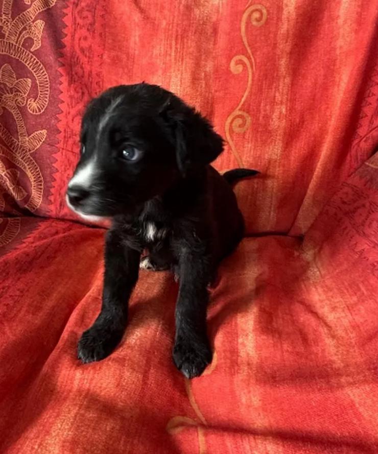 Bild 5: Raffa – Fröhlicher Wirbelwind