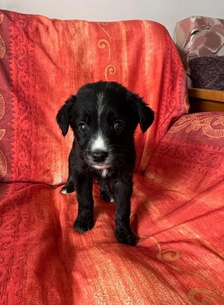 Raffa – Fröhlicher Wirbelwind