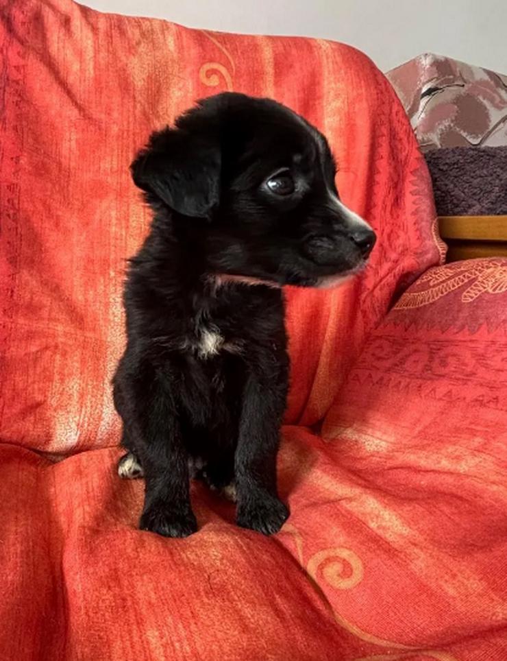 Bild 2: Raffa – Fröhlicher Wirbelwind