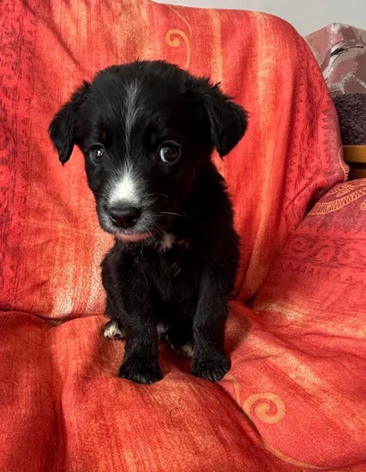 Bild 3: Raffa – Fröhlicher Wirbelwind