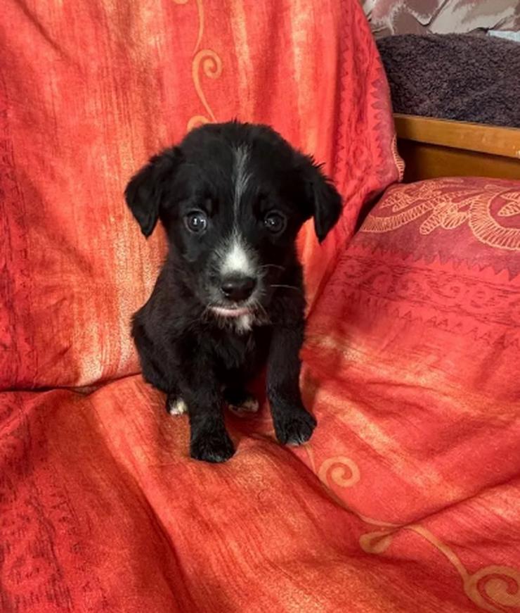 Bild 4: Raffa – Fröhlicher Wirbelwind