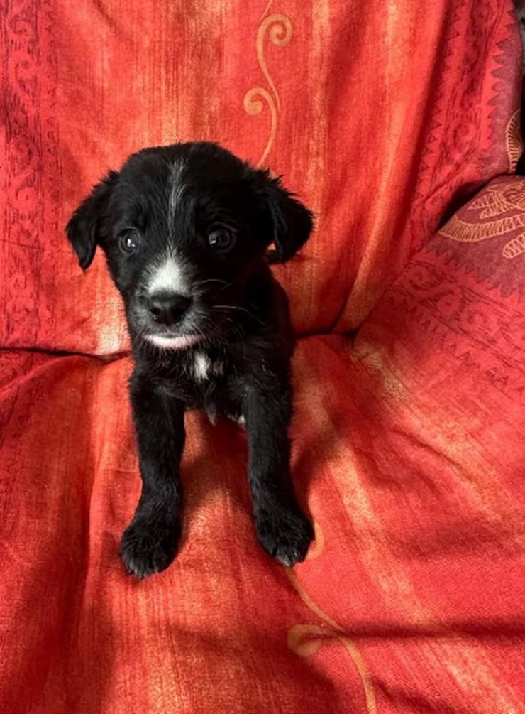 Bild 6: Raffa – Fröhlicher Wirbelwind