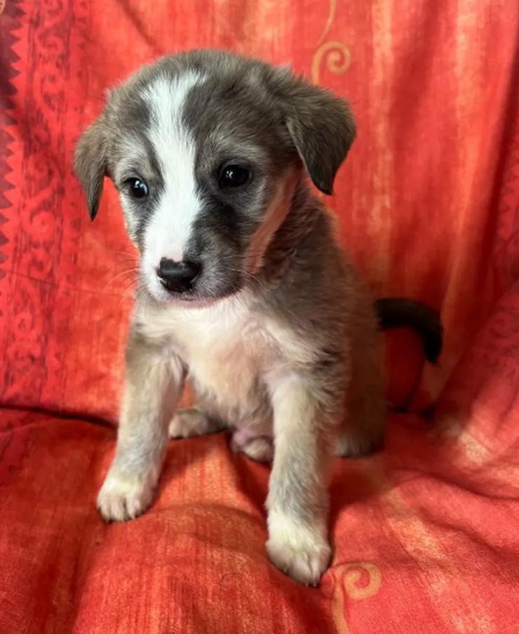 Bild 3: Horst – Der sanfte Beobachter