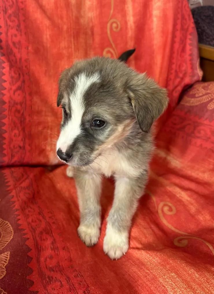 Bild 4: Horst – Der sanfte Beobachter