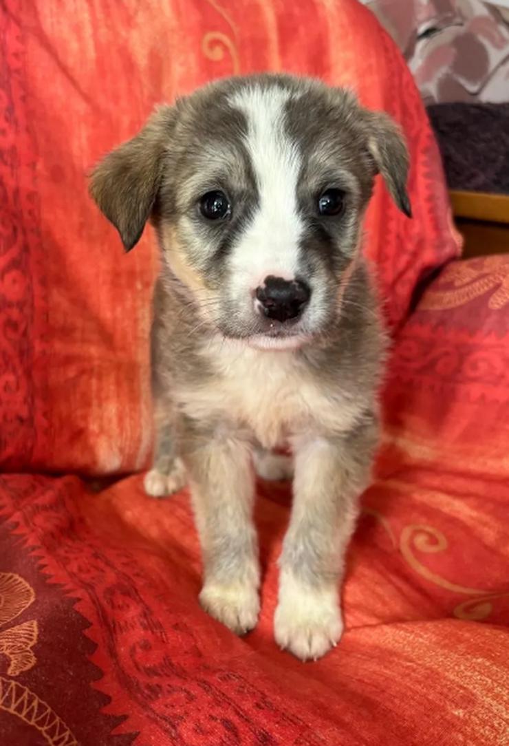 Bild 5: Horst – Der sanfte Beobachter