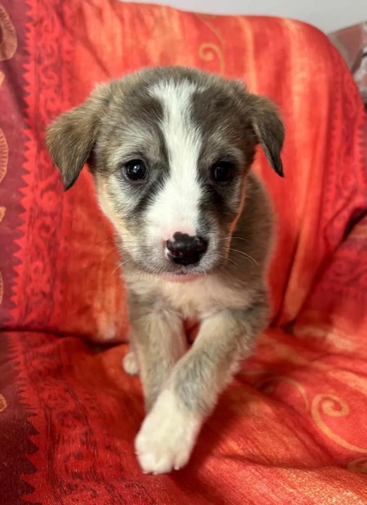 Bild 6: Horst – Der sanfte Beobachter