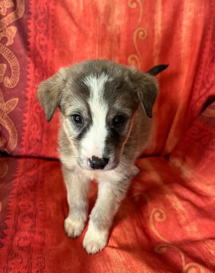 Horst – Der sanfte Beobachter