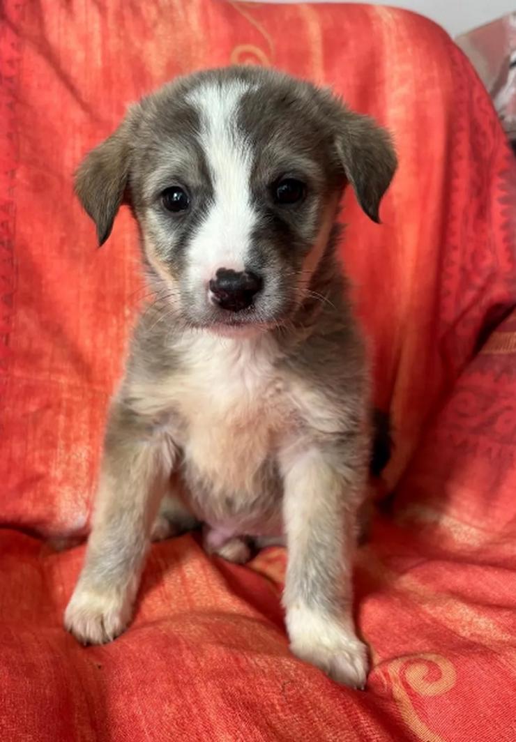 Bild 2: Horst – Der sanfte Beobachter