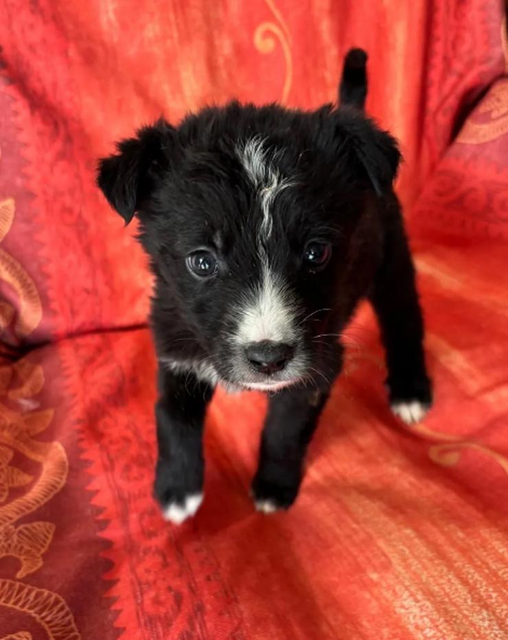 Bild 5: Amber – kleine liebevolle Seele