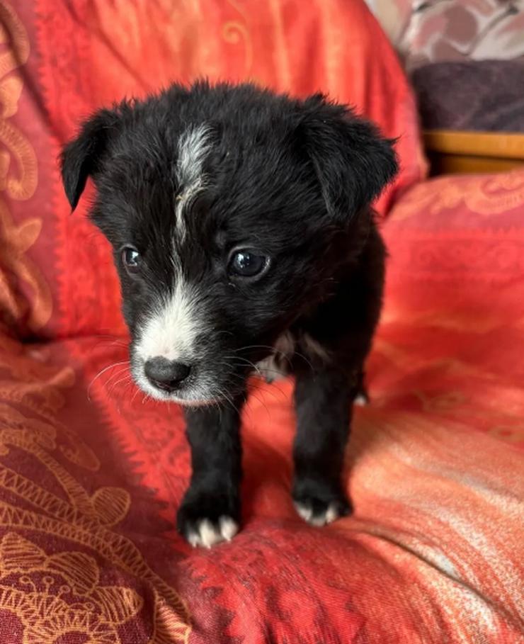 Amber – kleine liebevolle Seele - Mischlingshunde - Bild 1