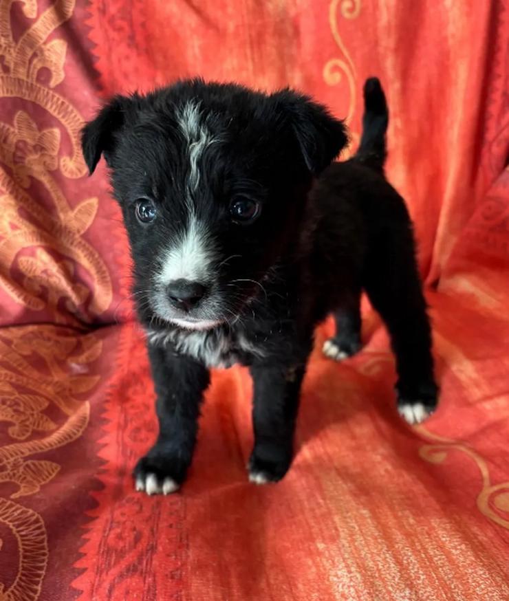 Bild 4: Amber – kleine liebevolle Seele