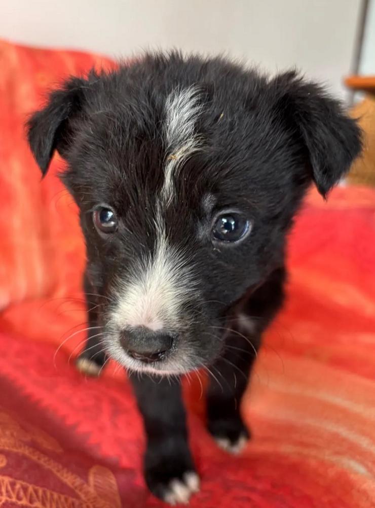 Bild 2: Amber – kleine liebevolle Seele