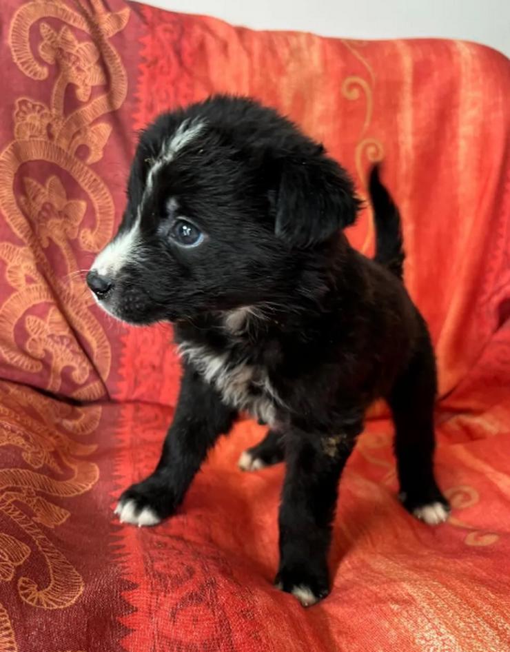 Bild 6: Amber – kleine liebevolle Seele