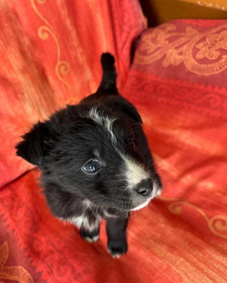 Bild 3: Amber – kleine liebevolle Seele