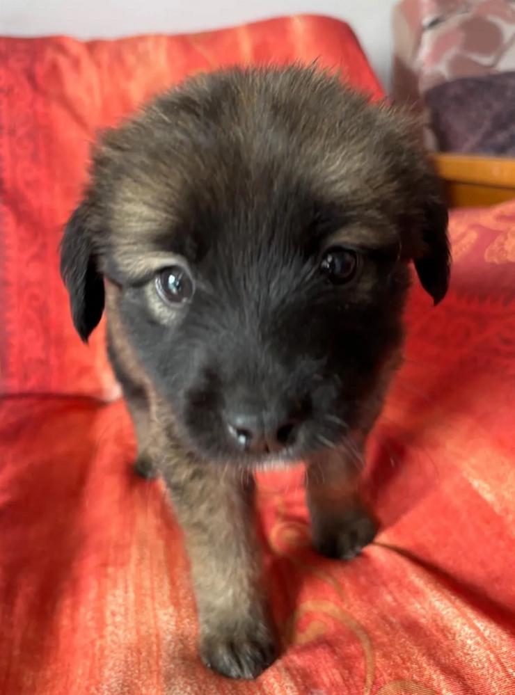 Bild 4: Robby – Der lebensfrohe Sonnenschein