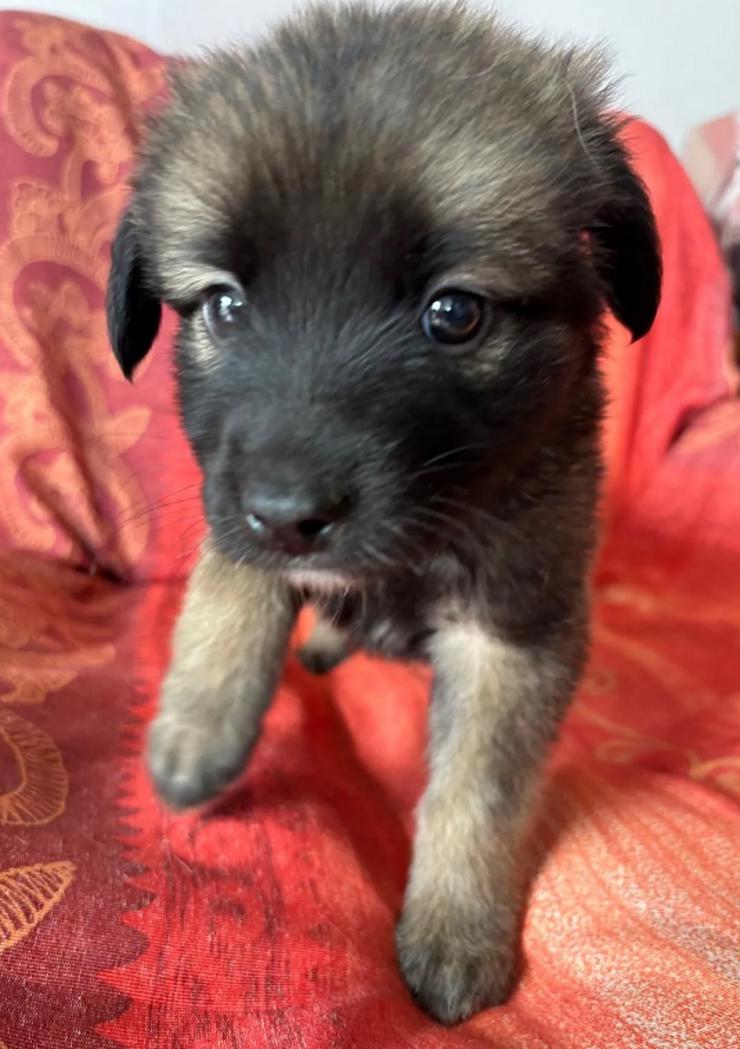 Bild 6: Robby – Der lebensfrohe Sonnenschein