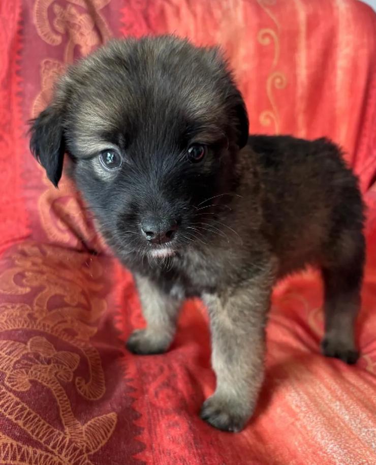 Bild 3: Robby – Der lebensfrohe Sonnenschein