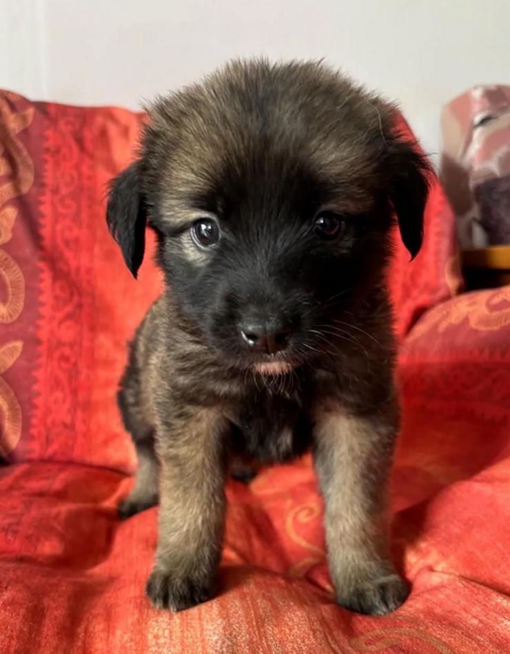 Bild 2: Robby – Der lebensfrohe Sonnenschein