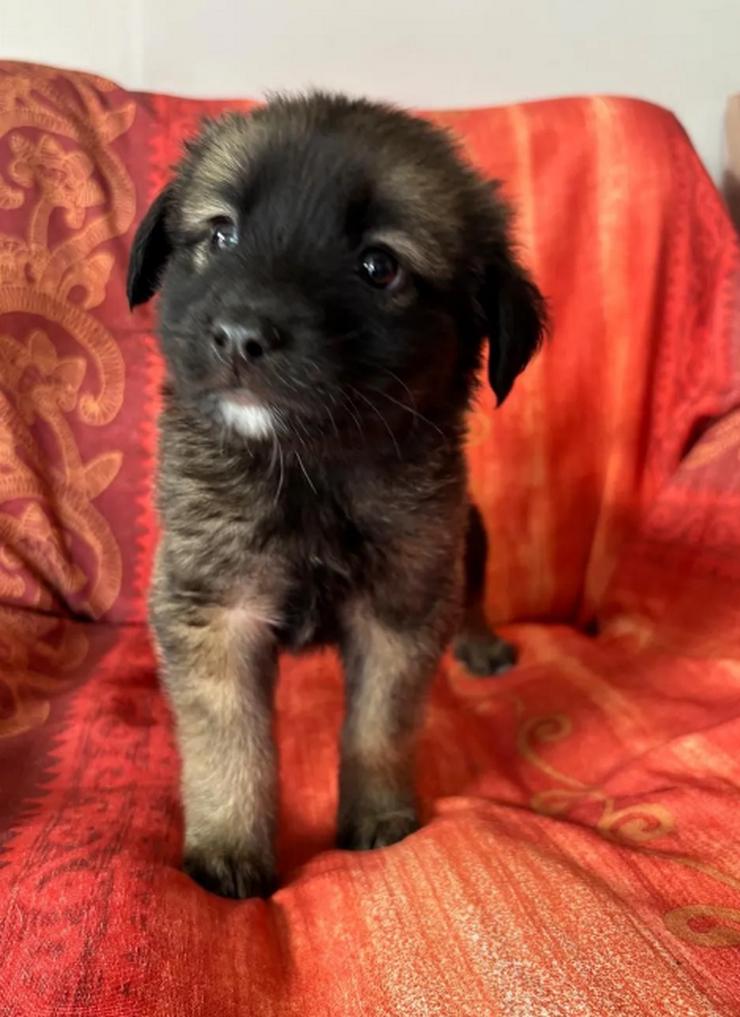 Bild 5: Robby – Der lebensfrohe Sonnenschein