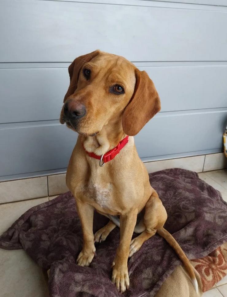 Bild 2: Dalia sucht ihr Herzenszuhause