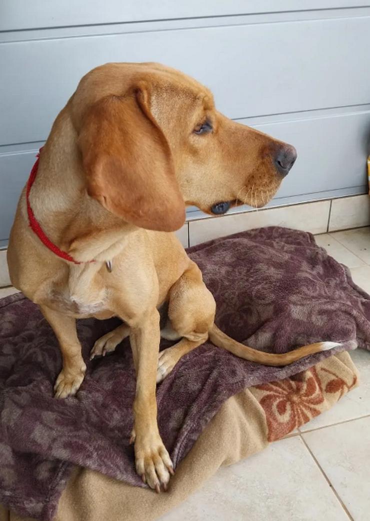 Bild 5: Dalia sucht ihr Herzenszuhause