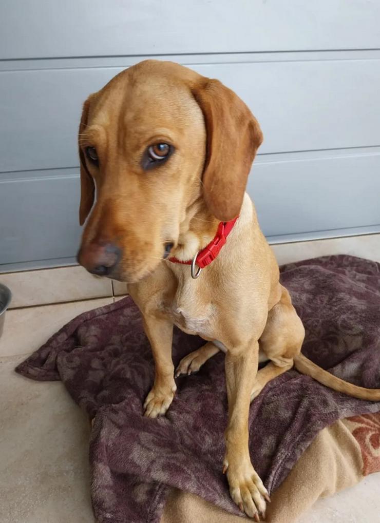 Bild 4: Dalia sucht ihr Herzenszuhause