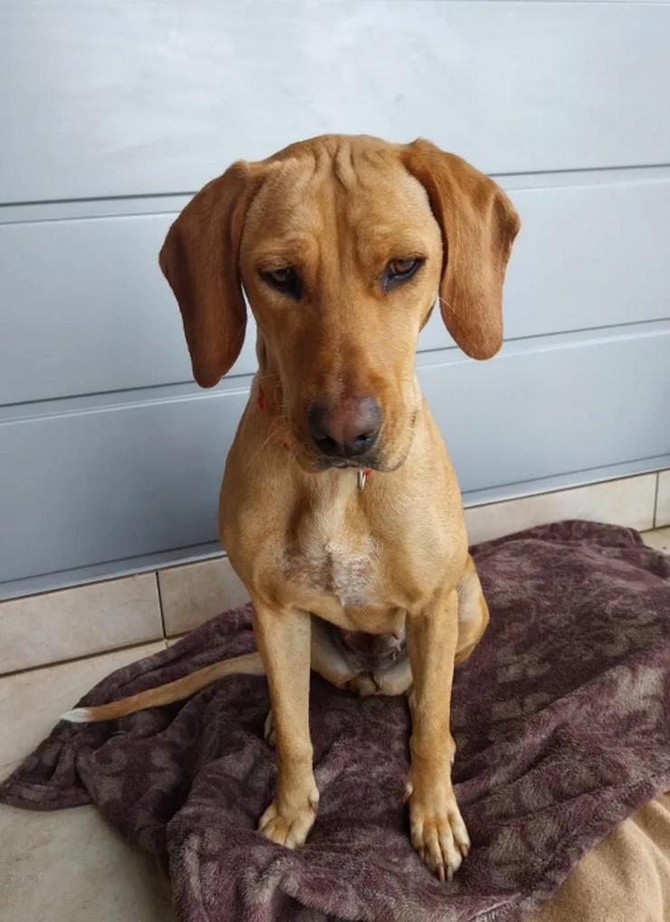 Bild 3: Dalia sucht ihr Herzenszuhause