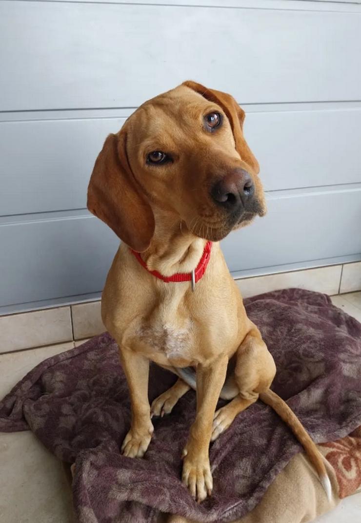 Dalia sucht ihr Herzenszuhause