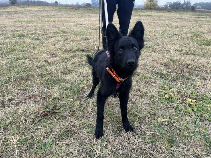 Bild 4: Samba ist ein Mudi-Mischling, und wie es für diese Rasse typisch ist.